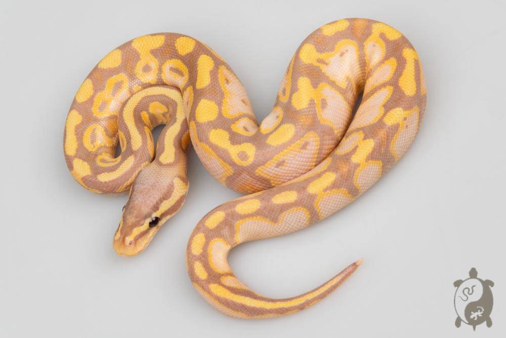 Python royal - Python regius Banana Pastel Yellow Belly