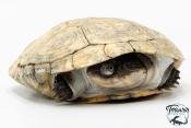 Pelomedusa subrufa – Péloméduse roussâtre - 01