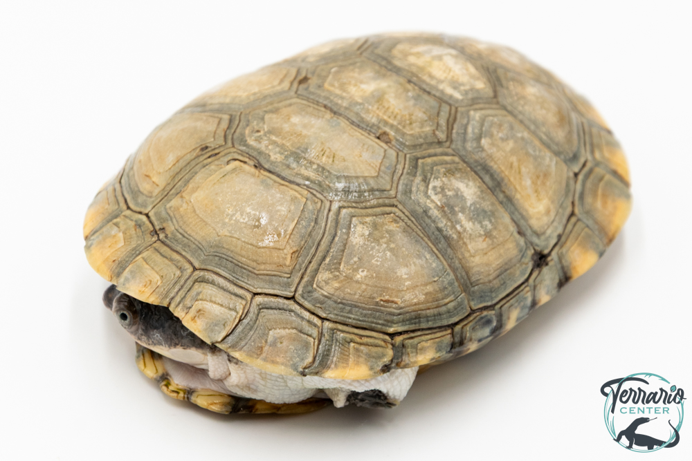 Pelomedusa subrufa – Péloméduse roussâtre - 04