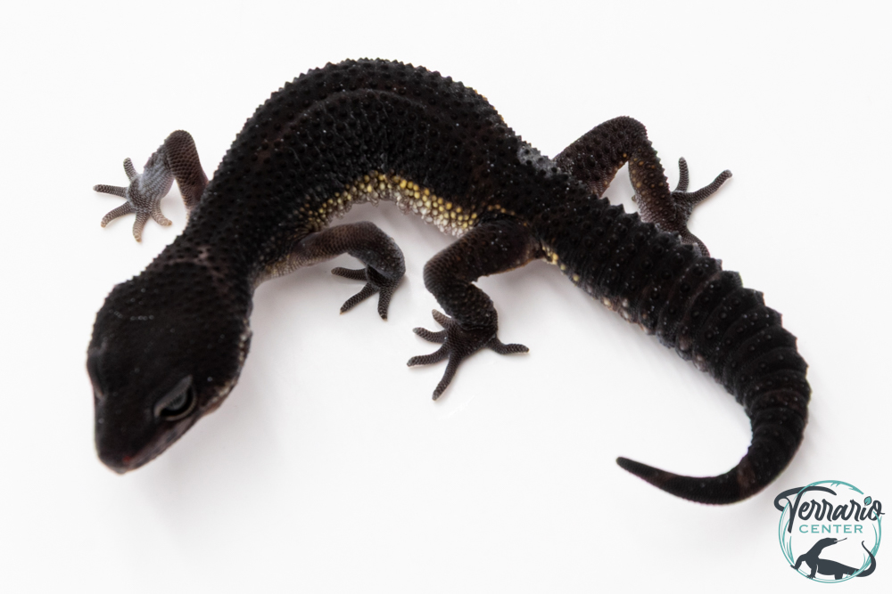 Gecko Léopard - Eublepharis Macularius - Black Night - Femelle &#9792; F1