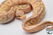 Python royal - Python regius Banana Pastave