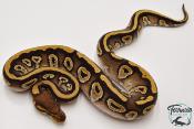 Python royal - Python regius Phantom