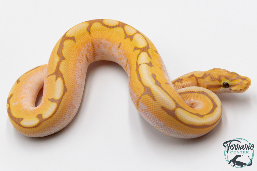 Python royal - Python regius Banana Spider