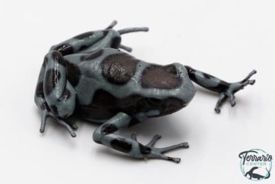 Dendrobates auratus - Dendrobate doré "Panama spécial"