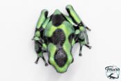 Dendrobates auratus - Dendrobate doré "Costa Rica"