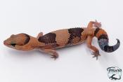 Hemitheconyx caudicinctus - Gecko à queue grasse - Femelle &#9792; A6