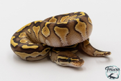 Python royal - Python regius Lesser het Clown