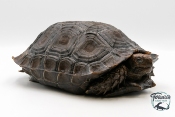 Manouria Emys Emys - Tortue brune de Birmanie