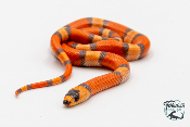 Lampropeltis triangulum hondurensis -  Faux-corail du Honduras - Hypo