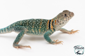 Crotaphytus collaris collaris Wichita Mountains - Lézard à collier 