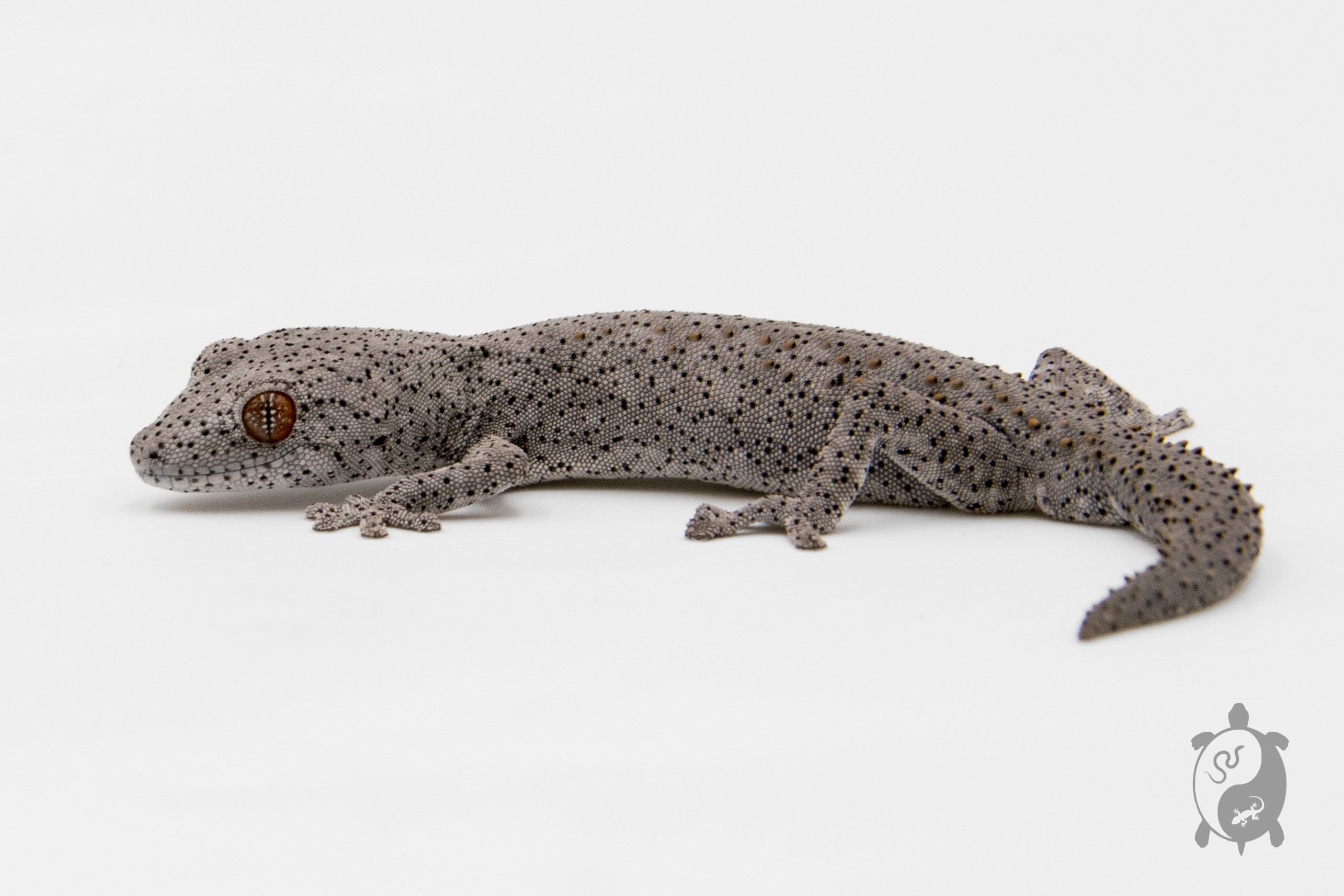 Strophurus williamsi - Gecko à queue épineuse de l'Est 