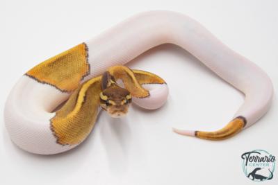 Python royal - Python regius Piebald Mojave