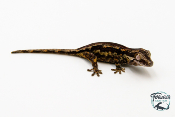 Rhacodactylus auriculatus - Gecko gargouille - 17 - NCUE - PH2024021418104913