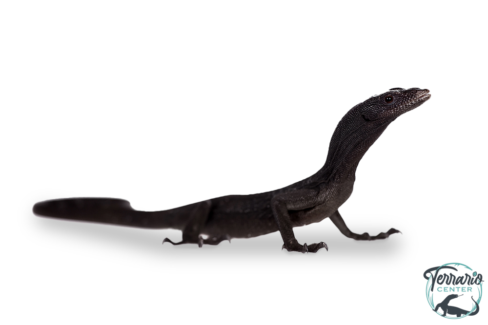 Varanus beccarii - Varan noir arboricole