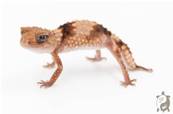 Nephrurus Wheeleri Cinctus - Gecko à queue bossue annelé