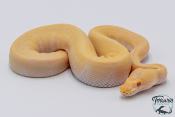 Python royal - Python regius Albinos Pinstripe