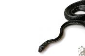Thrasops Occidentalis - Serpent noir arboricole