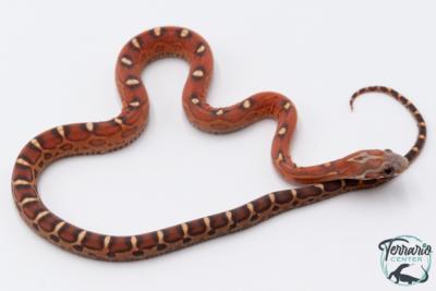 Serpent des blés - Pantherophis guttatus Scaleless