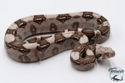 Boa constricteur - Boa imperator VPI