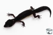 Gecko Léopard - Eublepharis Macularius - Black Night - Femelle &#9792; F1