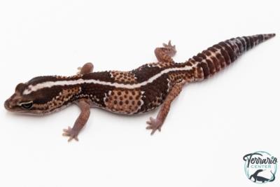 Hemitheconyx caudicinctus - Gecko à queue grasse - Femelle &#9792; A7