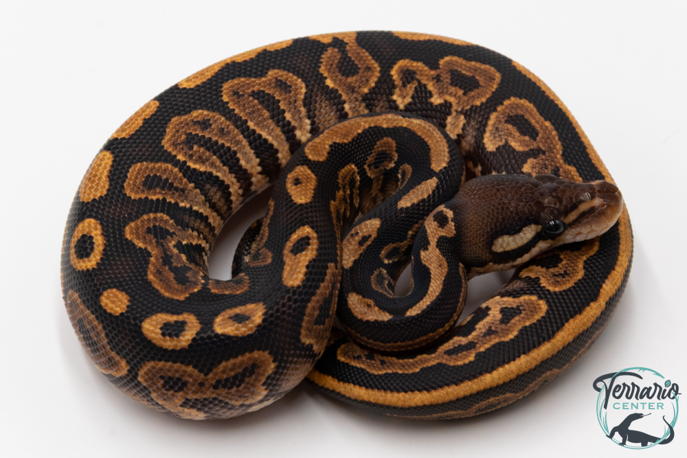 Python royal - Python regius Black Pastel