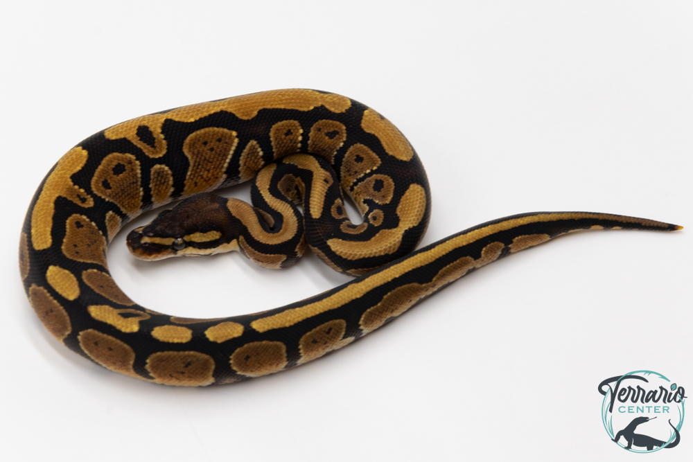 Python royal - Python regius Specter