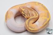 Python royal - Python regius Banana Pastel Piebald