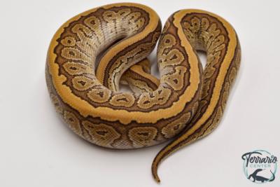 Python royal - Python regius Pinstripe Mojave