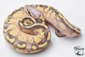 Python royal - Python regius Super Pastel Lesser