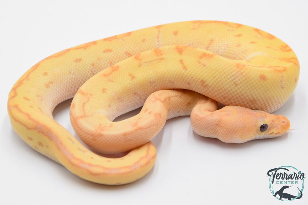 Python royal - Python regius Banana Clown Pinstripe Yellow Belly