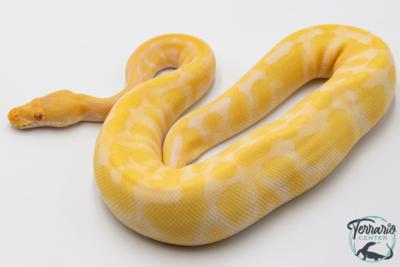 Python royal - Python regius Albinos Chocolat