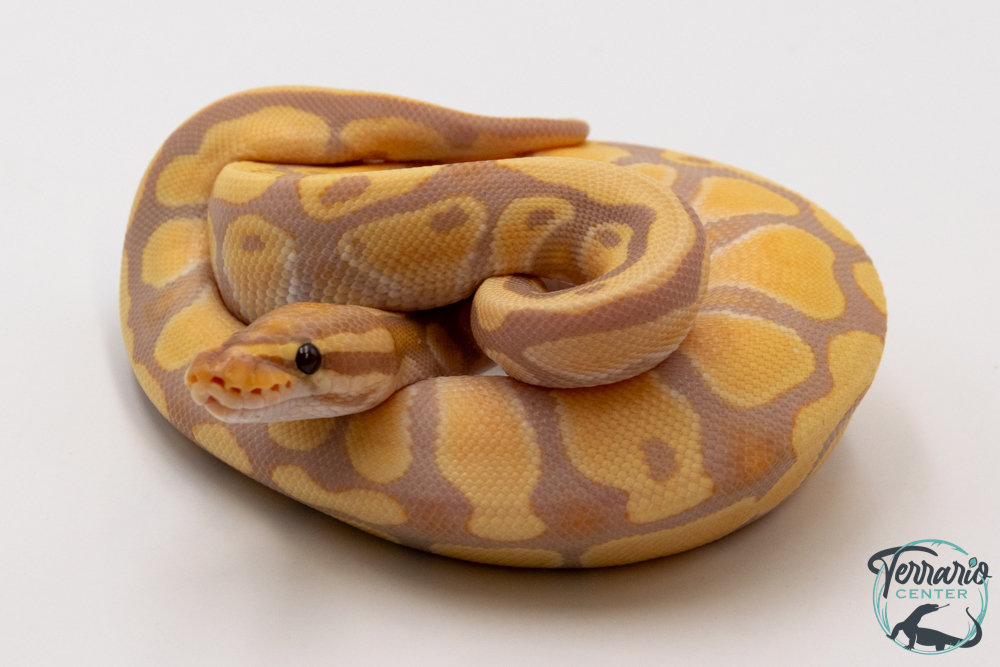 Python royal - Python regius Desert Ghost Banana