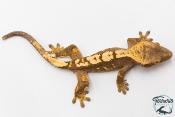 Correlophus ciliatus - Gecko à crête - NC 2025 -  46B