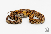 Serpent des blés - Pantherophis guttatus Tessera