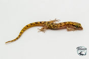 Tropiocolotes steudneri - Gecko nain du désert