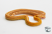 Serpent des blés - Pantherophis guttatus Tessera butter ligné
