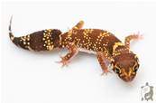 Underwoodisaurus milii - Gecko aboyeur  Het HYPO