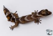 Oedura castelnaui - Gecko de velours du nord