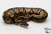 Python royal - Python regius Sugar het Piebald