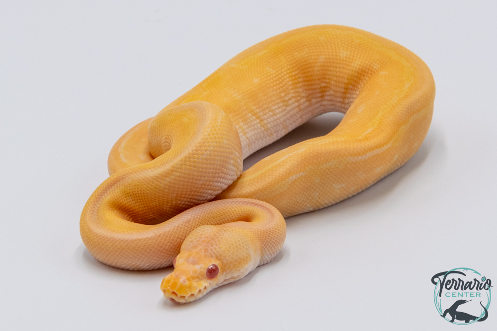 Python royal - Python regius Albinos Pinstripe Black Pastel