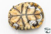 Pelomedusa subrufa – Péloméduse roussâtre - 01