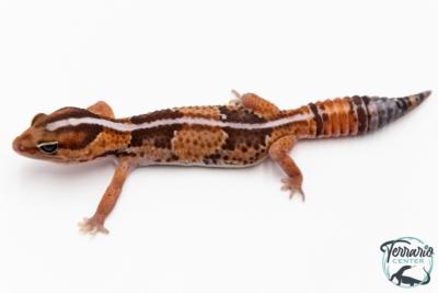 Hemitheconyx caudicinctus - Gecko à queue grasse - Femelle &#9792; A9