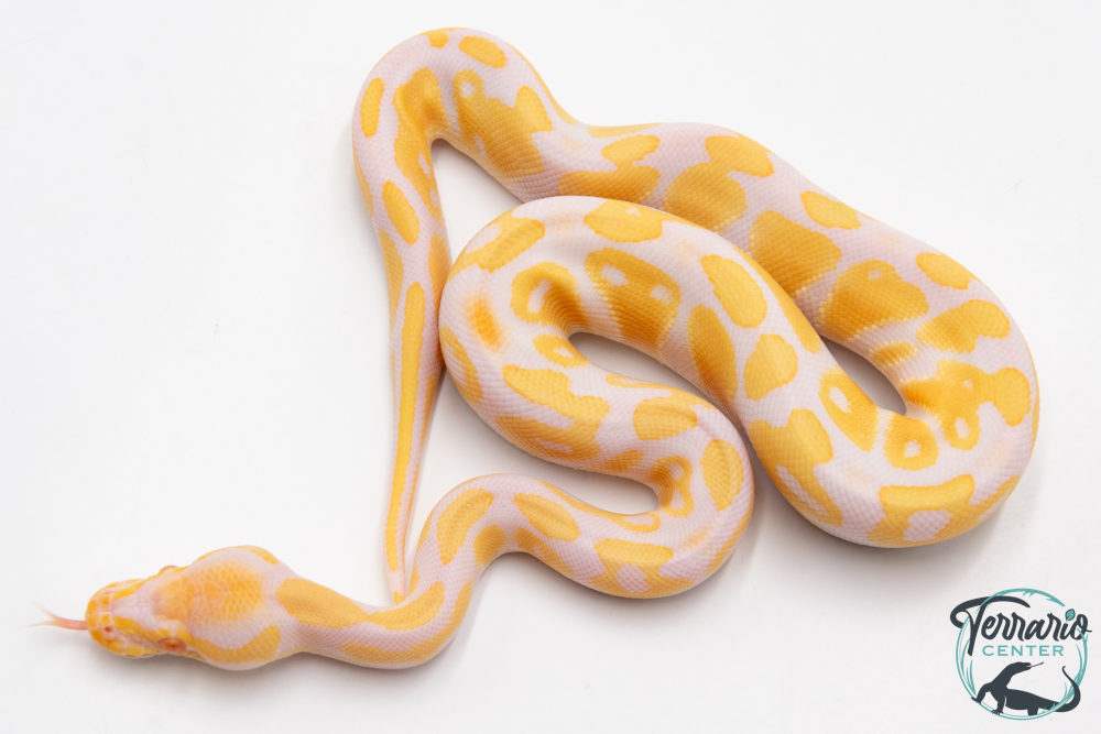 Python royal - Python regius Albinos