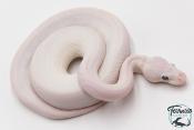 Python Royal - Python regius Leucistic