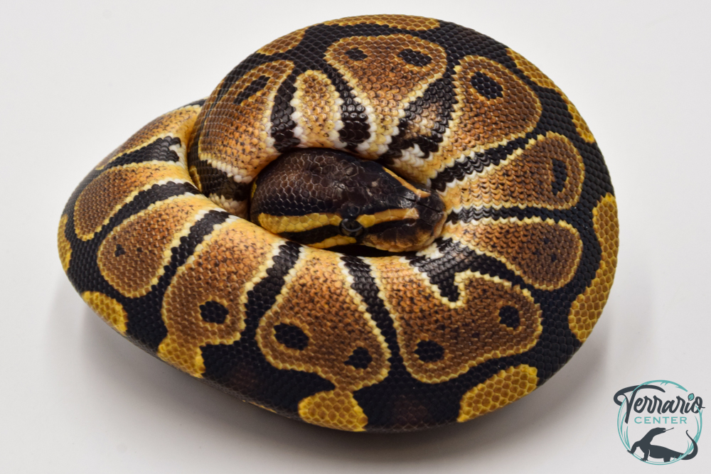 Python royal - Python regius Classique