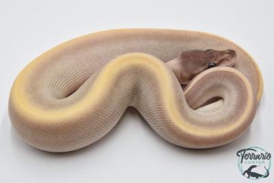 Python royal - Python regius Purple Passion 