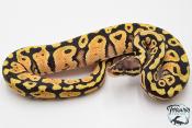 Python royal - Python regius Pastel Specter