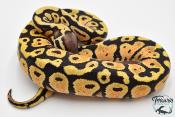 Python royal - Python regius Pastel Specter