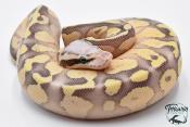 Python royal - Python regius Super Pastel Lesser